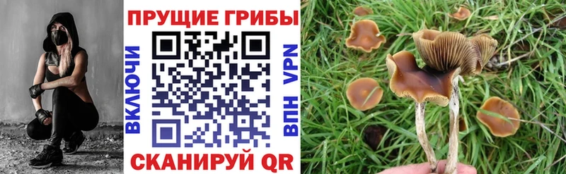 дарнет шоп  это телеграм  Галлюциногенные грибы мицелий  Красный Сулин 